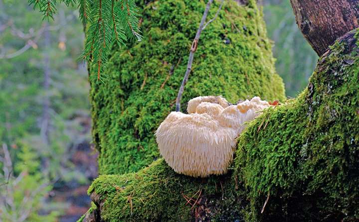 Des champignons contre Lyme ?
