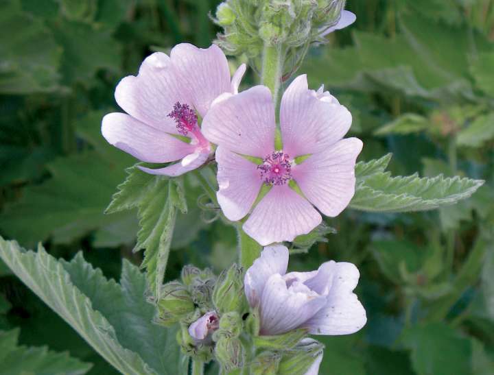 Guimauve officinale (Althaea officinalis)
