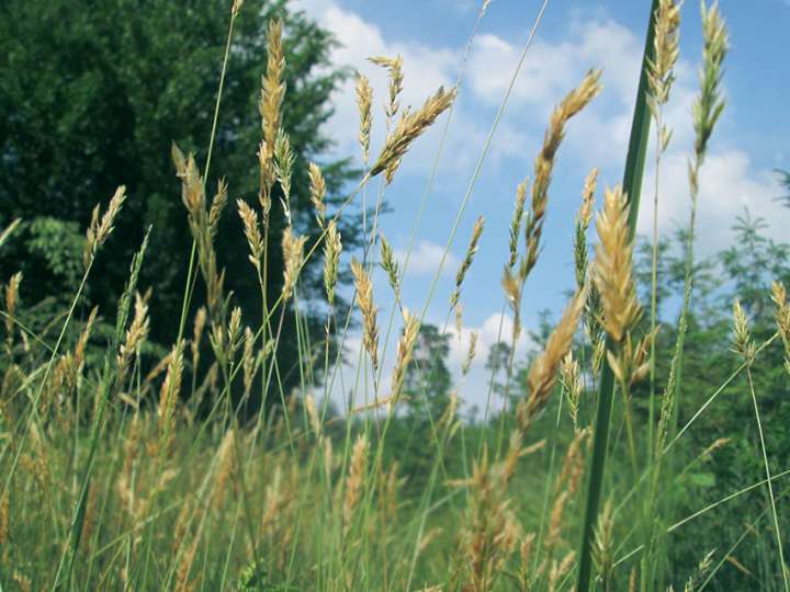Flouve odorante (anthoxanthum oratum)