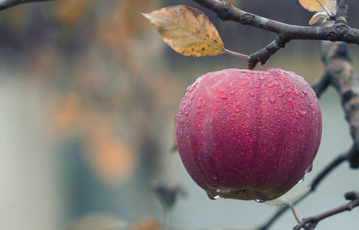 Pomme