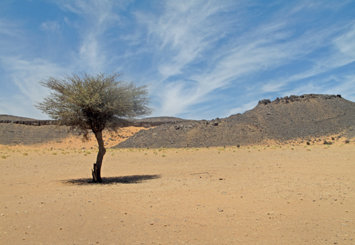L'ouest du Sahara et le Sahel comptent de 1,8 milliard d'arbres