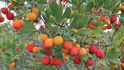 Arbousier (arbutus unedo)