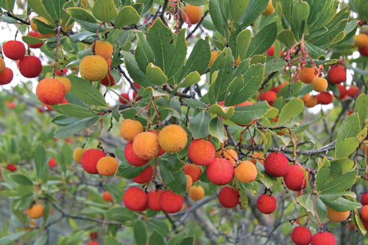 Arbousier (arbutus unedo)