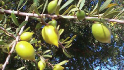 L'huile d'Argan - Des Bienfaits pour la peau