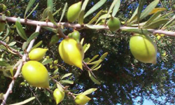 L'huile d'Argan - Des Bienfaits pour la peau