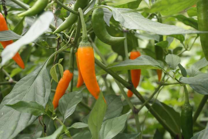 Racines, écorces, herbes et fleurs… les plantes aphrodisiaques se déclinent sous toutes les formes !