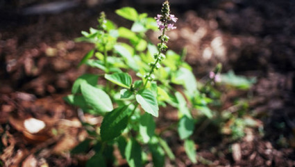 Basilic sacré ou tulsi