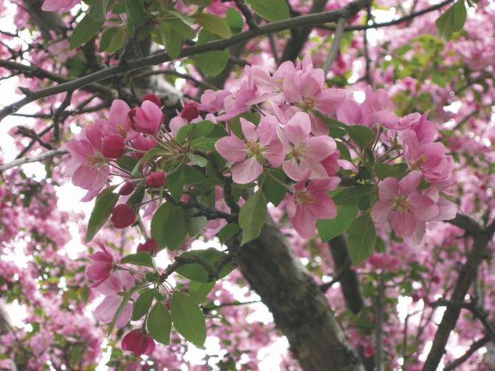 Fleurs de Bach 