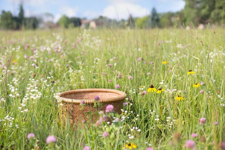 Pissenlit, ortie, ail des ours : top départ pour une cueillette gourmande !