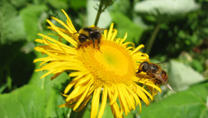 Robuste plante vivace atteignant parfois 2 mètres, l'aunée se distingue par ses capitules jaunes larges de 6 à 8 centimètres.