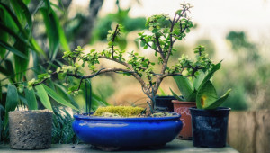 L'atmopshère de votre maison, comme celle de tous les lieux clos, est poluée. Mais certaines plantes assainisent l'air.