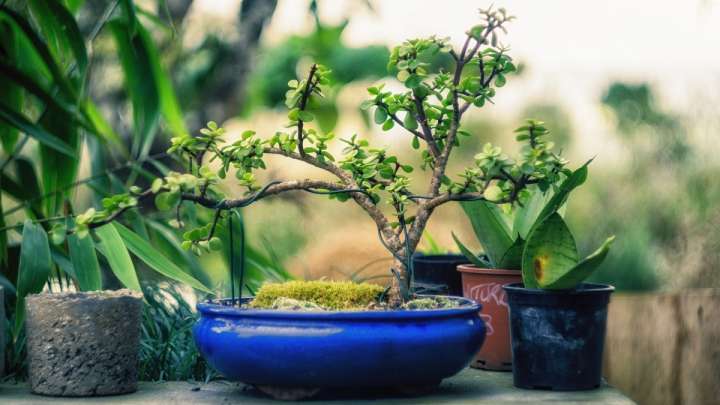 L'atmopshère de votre maison, comme celle de tous les lieux clos, est poluée. Mais certaines plantes assainisent l'air.