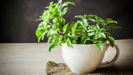 Le tulsi - Plante purificatrice du corps et de l'esprit