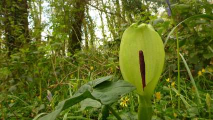Arums