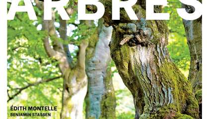 Auprès de nos arbres