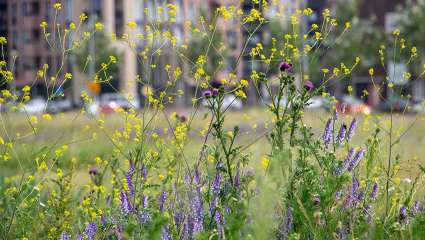 Les prairies sauvages plus bénéfiques à la santé que les parcs et jardins