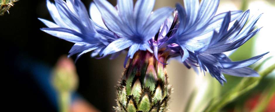Bleuet