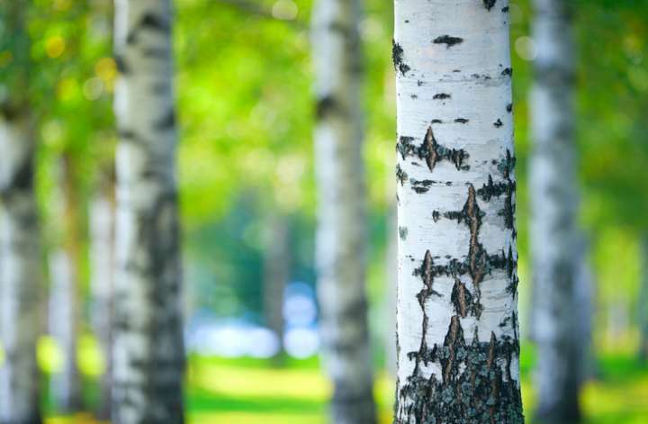 Betula