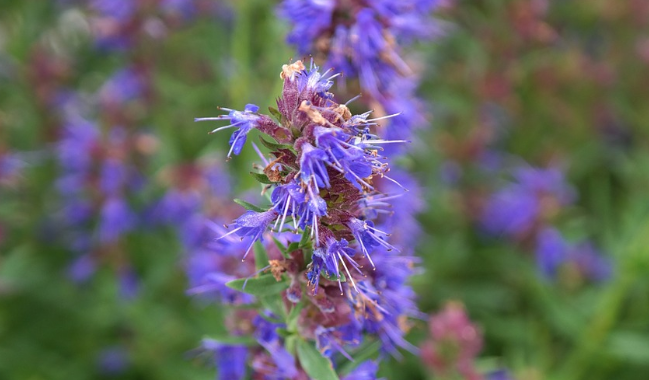 Hysope (Hyssopus officinalis L.)