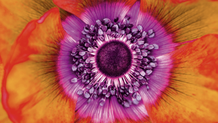 Plantes psychotropes : de moins en moins sulfureuses