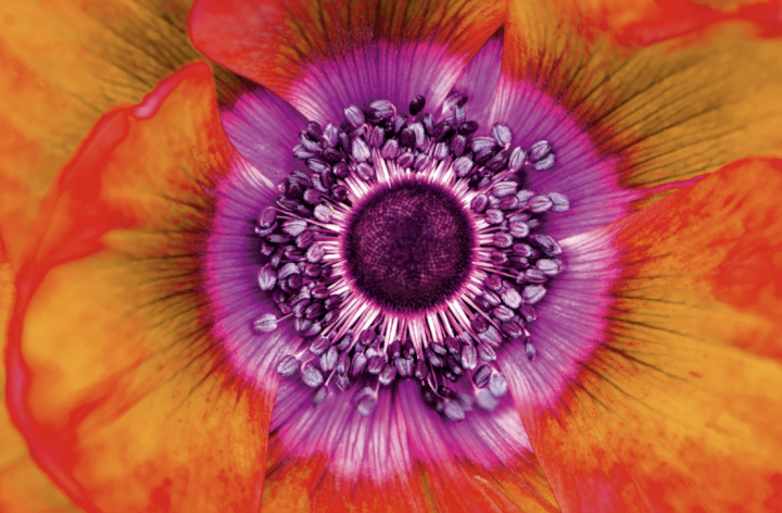 Plantes psychotropes : de moins en moins sulfureuses