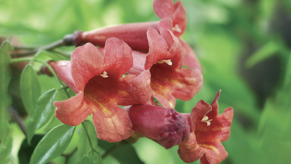 Ôter naturellement les maux  de la bouche