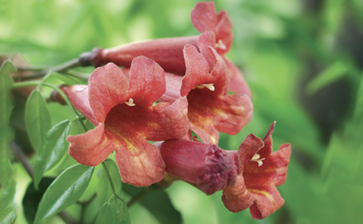 Ôter naturellement les maux  de la bouche