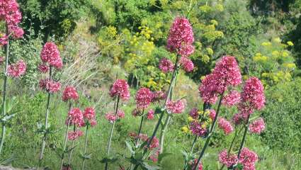 Le centranthe rouge (Centranthus ruber)