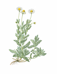 Camomille romaine