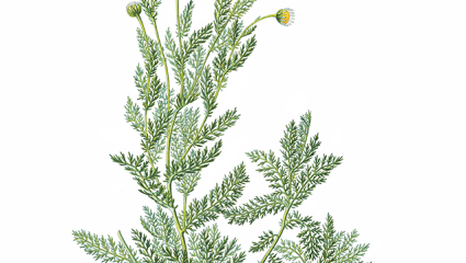 Camomille romaine