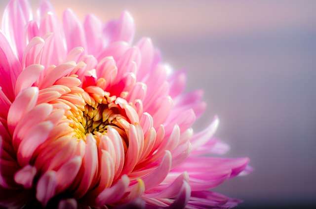 Le chrysanthème