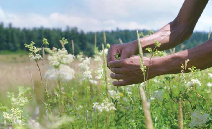 Les plantes médicinales paysannes bientôt en pharmacie ?