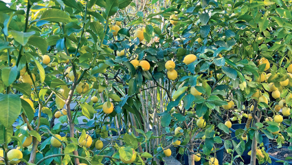 Citronniers (Citrus limonum)