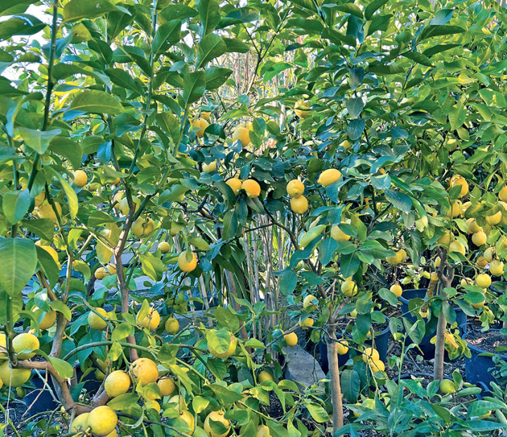 Citronniers (Citrus limonum)