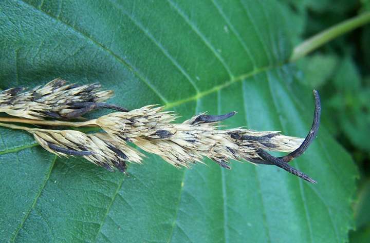 Plantes psychotropes : contrer les maladies neurodégénératives