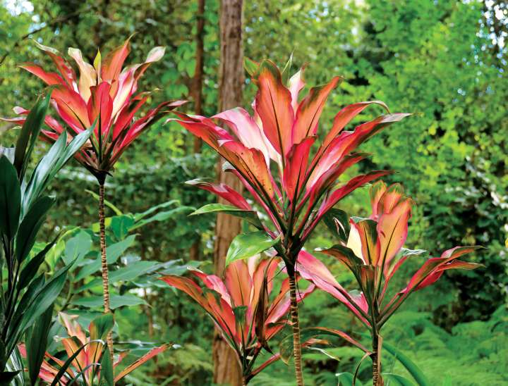 La cordyline : pourquoi elle est vénérée dans tout le Pacifique ?