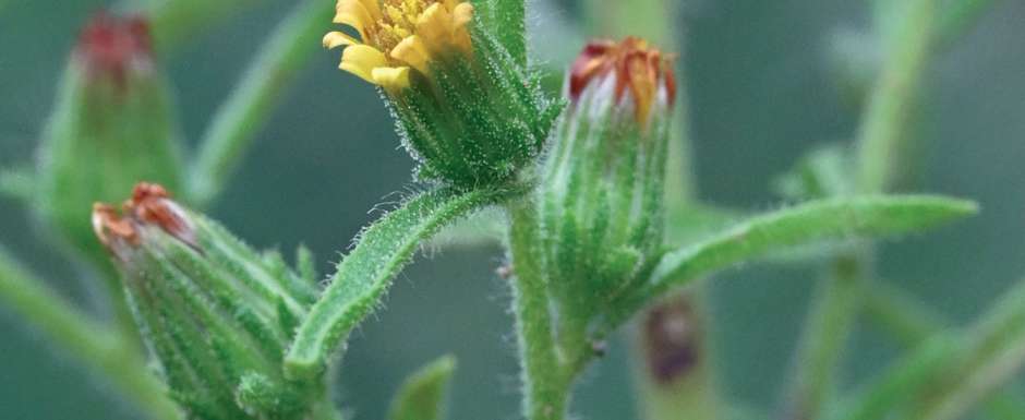 L'inule odorante, une huile essentielle respiratoire