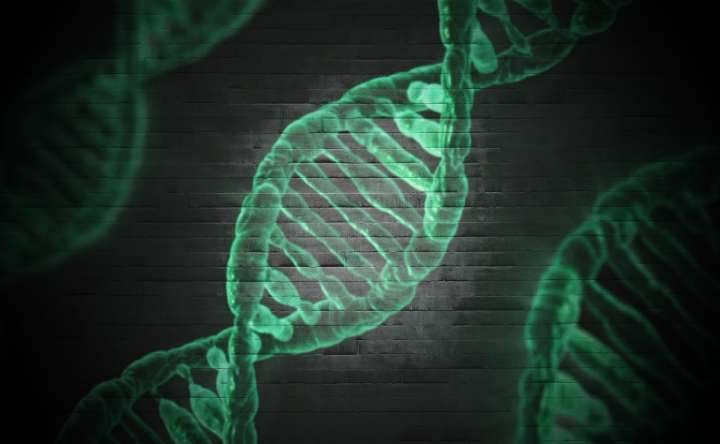 Cancer du pancréas : une plante congolaise fait parler d'elle
