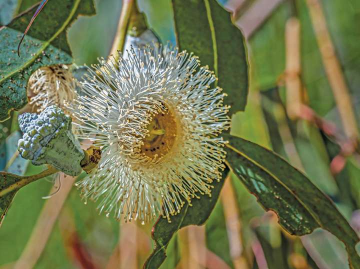 Alzheimer : une bouffée d'eucalyptus en prévention ?
