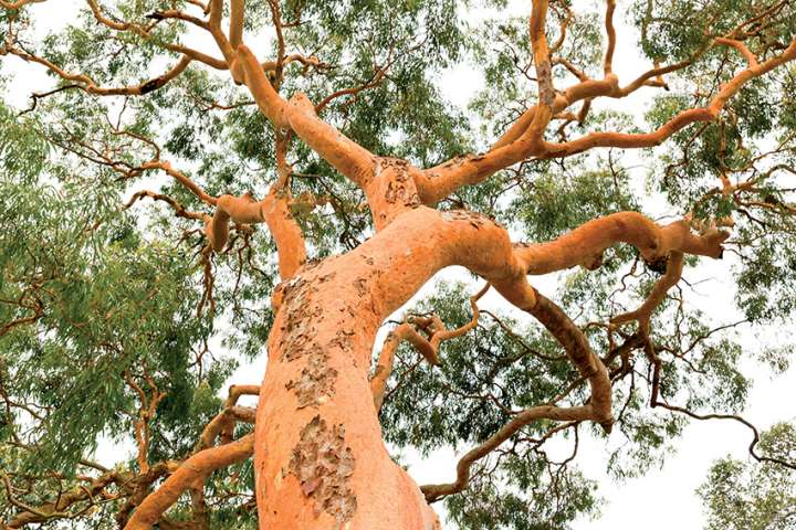 Un savant pionnier au pays des eucalyptus