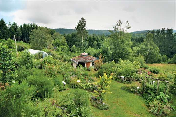 Une figue dans le poirier : La permaculture au sommet