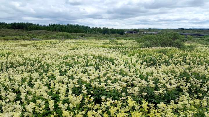Reine-des-prés, Filipendula ulmaria