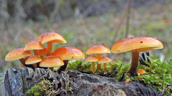 Enokitaké, Flammulina velutipes