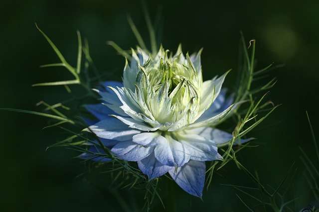  la nigelle