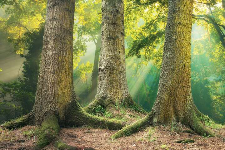 La plus ancienne forêt a 390 millions d'années