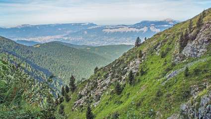 La moitié des forêts de montagne françaises en péril