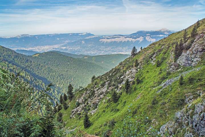 La moitié des forêts de montagne françaises en péril