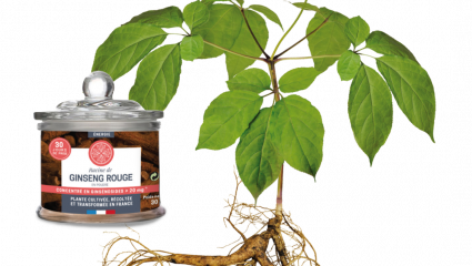 Ginseng rouge