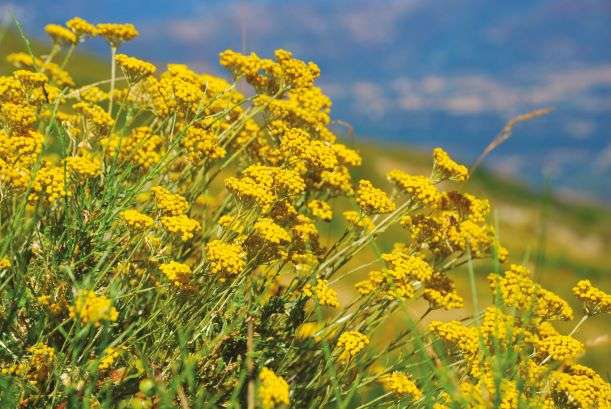 Helichrysum italicum