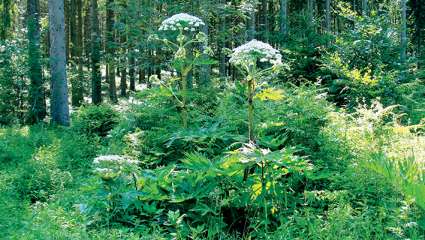 Berce du Caucase (Heracleum mantegazzianum)